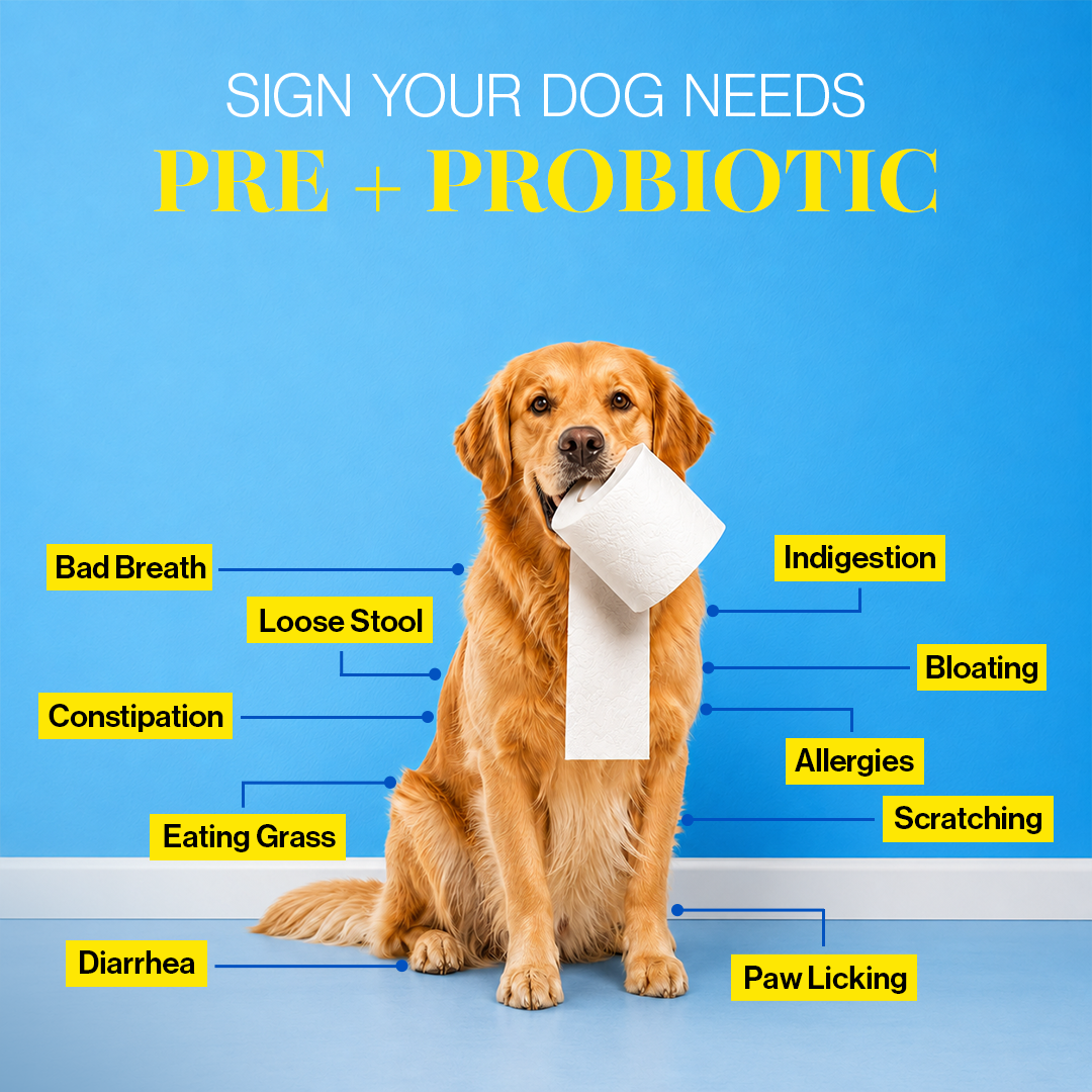 Pre + Probiotics & Gut Health Supplement for Dogs