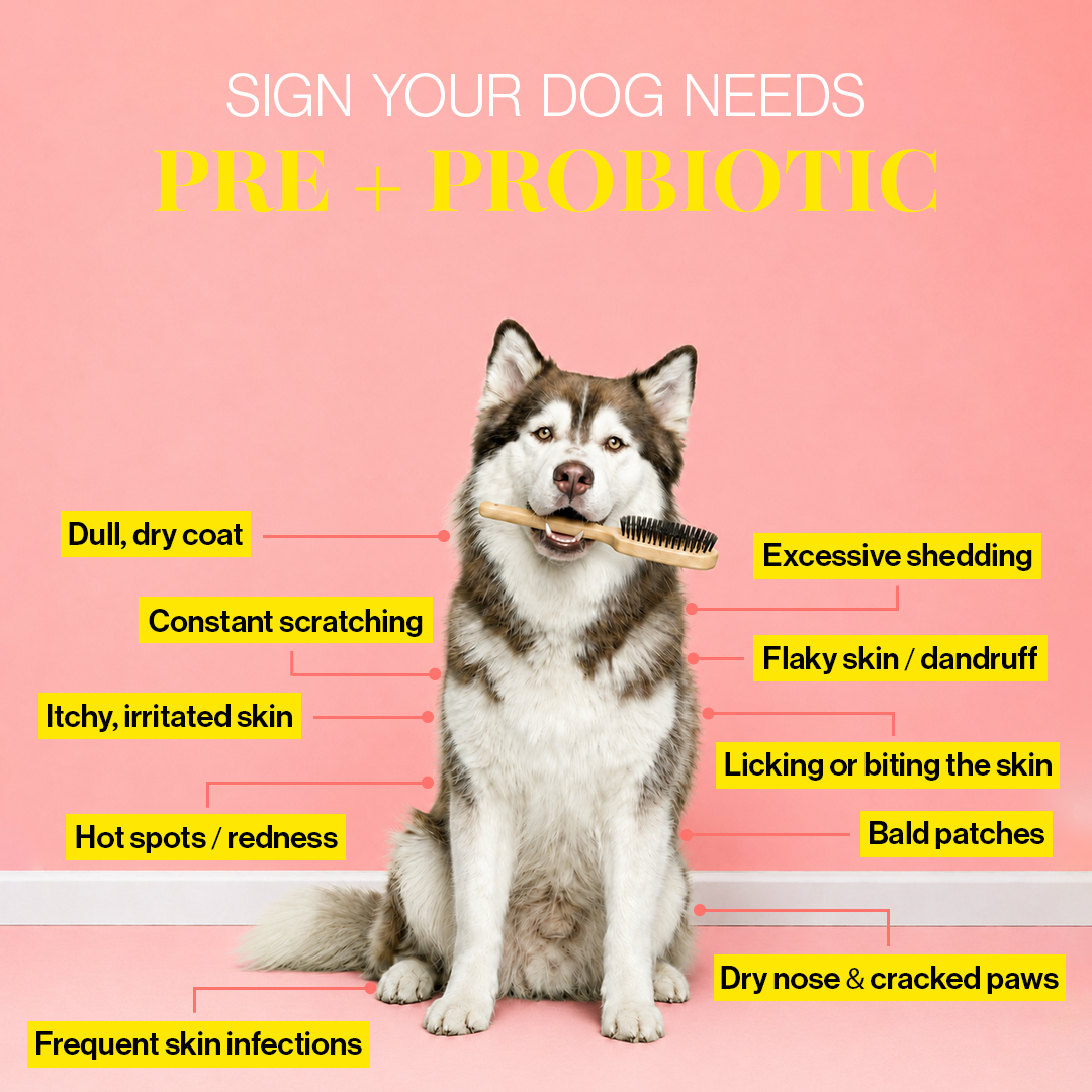 Skin & Coat Supplement for Dogs