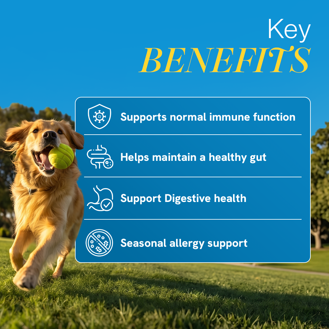 Pre + Probiotics & Gut Health Supplement for Dogs