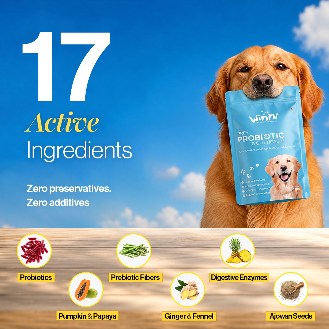 Pre + Probiotics & Gut Health Supplement for Dogs