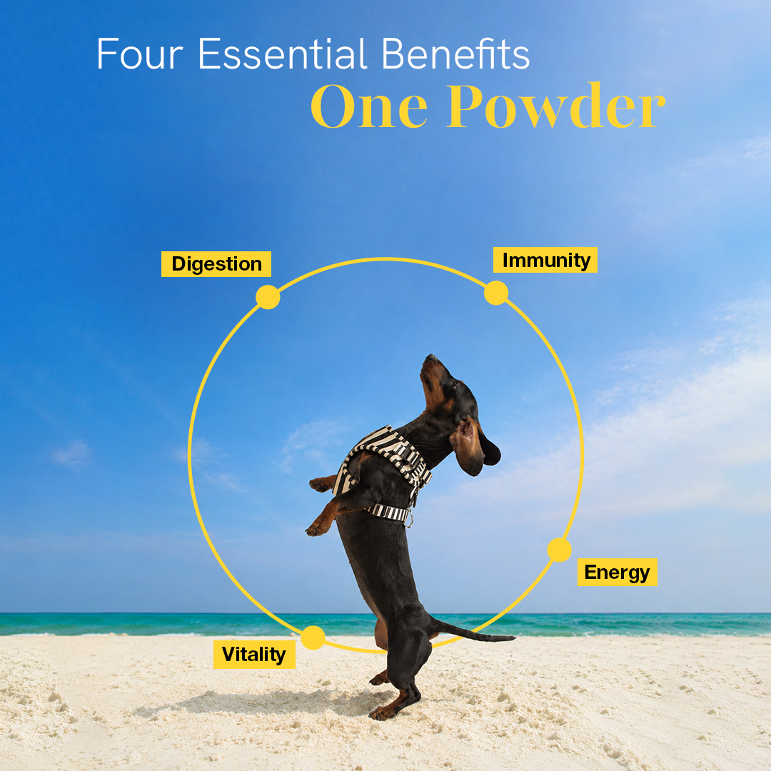 Pre + Probiotics & Gut Health Supplement for Dogs