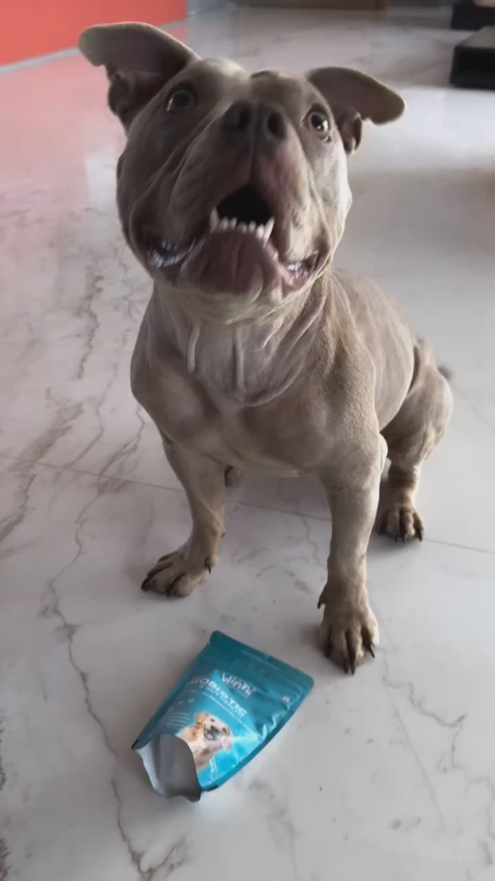 Pre + Probiotics & Gut Health Supplement for Dogs